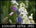 Blue, White and hybrid pink bluebells-blue-white-hybrid-pink-03373.jpg