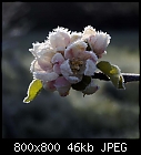 apple frost-apfel_bg-1_3_bruennerling-0.jpg