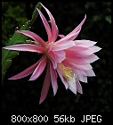 epis by numbers [#14]-epiphyllum_014_20160426-1.jpg