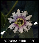 passiflora edulis-passiflora_edulis_20160915.jpg