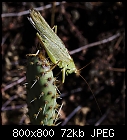 grasshopper misusing one of my opuntias as spring board-tettigonia_viridissima-opuntia-20160929.jpg