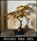 sycamore bonsai-bonsai-acer_pseudoplatanus-0.jpg