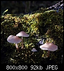 little fungus-pilz_unbekannt-7.jpg