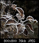 spiky leaves in the stinging cold-frosty_appleleaves_20161204.jpg