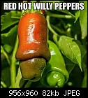 Red hot willy peppers.-13418693_1112551085468253_4390675827522075224_n.jpg