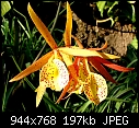 Brassavola Yellow Bird - Orchid flower 1am.jpg (1/1)-orchid-flower-1am.jpg