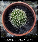 baby echinopsis-echinopsis_20170429.jpg