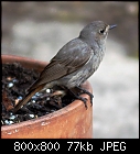 little birdie [redstart]-phoenicurus_ochruros_20170503.jpg