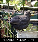 blackbird-turdus_merula_20170624-.jpg