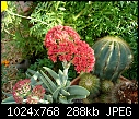 Succulent blooming - Flower 1adj.jpg (1/1)-flower-1adj.jpg