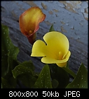 flower duet [callas x elliottiana]-calla_elliottiana_20170713.jpg