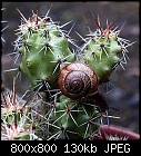 spiky climb-down-echinocereus_snail_20170723.jpg