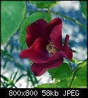 rose #5-rose_005_20170803.jpg