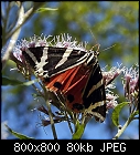jersey tiger butterfly sitting on common boneset-russbaer_20170815-0.jpg