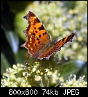 butterfly 'The Comma'-polygonia_c-album_20170928.jpg