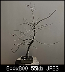 oak bonsai-bonsai-quercus_20171019.jpg