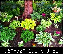 Lettuce - Lettuce 1a (Small).jpg (1/1)-fresh.jpg