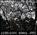Foça prunus in bloom - foca prunus 2018.02.05.09.48.11.jpg-foca-prunus-2018.02.05.09.48.11.jpg