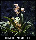 hyacinth 'Gipsy Queen'-hyacinthus_gipsy_queen_20180322.jpg