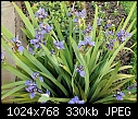 Giant Iris (1/1)-giant-iris-1a.jpg