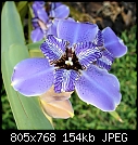Giant Iris (1/1)-giant-iris-2a.jpg