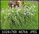 Spiderwort - Spiderwort.jpg (1/1)-spiderwort.jpg