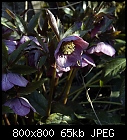 helleborus  orientalis-helleborus_orientalis_20180407.jpg