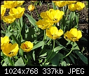 Tulips in England-tulip-05405.jpg