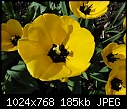 Tulip detail-tulip-05403.jpg