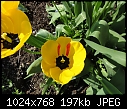 Tulip with red stripe-tulip-05400.jpg