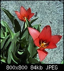 tulip kaufmannia-tulip_kaufmannia_20180408.jpg
