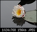 Water lily - first in 2018-water-lily-05506.jpg