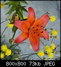 lily among 'weeds'-lilium_bulbiferum_20180609.jpg