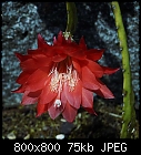 epiphyllum #28-epiphyllum_028_20180615.jpg