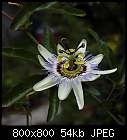 passion flower-passiflora_caerulea_20180630.jpg