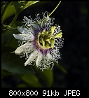 maracuya-passiflora_edulis_20180807.jpg