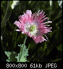 opium poppy-papaver_somniferum_20180805.jpg