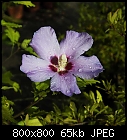 hibiscus syriacus-hibiscus_syriacus_b_20180903.jpg
