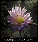 last echinopsis flower-echinopsis_20181002.jpg
