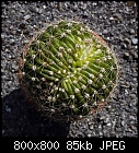 baby echinopsis-echinopsis_cristatum_20180606.jpg