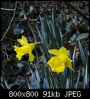 daffodils-narcissus_pseudonarcissus_20190312.jpg
