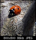 ladybug-coccinella_septempunctata_20190324.jpg