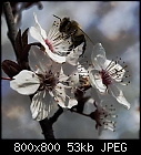cherry-plum flowers (featuring the obligatory insect)-prunus_cerasifera_20190403.jpg