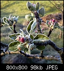 frosty apple blossoms-apple_buds_20190417.jpg