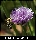 chives blooming-allium_schoenoprasum_20190523-1.jpg