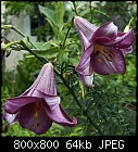 lily pink perfection-lilium_pinkperfection_20190713.jpg