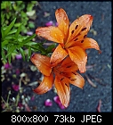 firelilies-lilium_bulbiferum_20190713.jpg