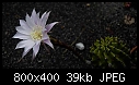 echinopsis flower-echinopsis_20190730-1.jpg