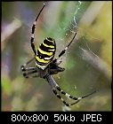 wasp spider-argiope_bruennichi_20190817.jpg