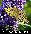 mo' insects: Silver-washed Fritillary-argynnis_paphia_20190814.jpg